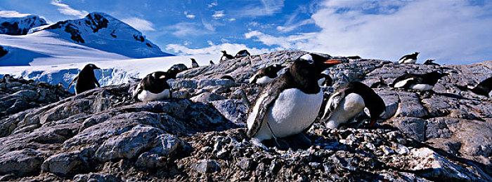 《宝可梦：朱＆紫》PC上运行更佳 可实现60帧